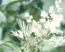 fotofarfalla.jpg (7284 bytes)
